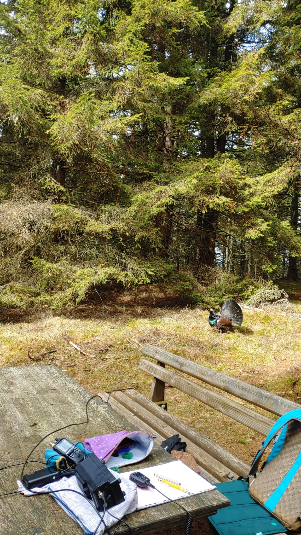 Funkbetrieb mit Auerhahn im Hintergrund
