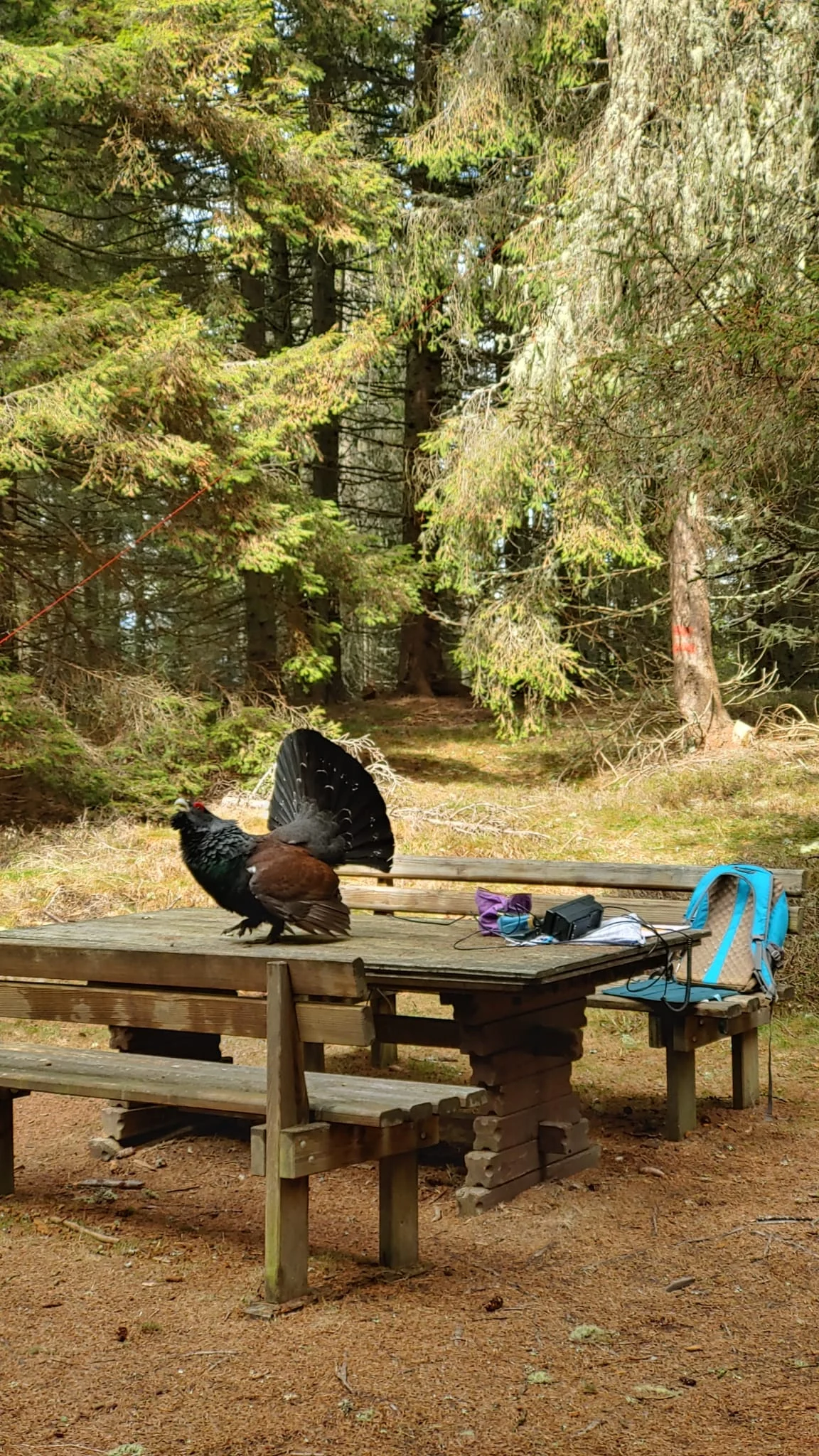 Auerhahn auf dem Tisch