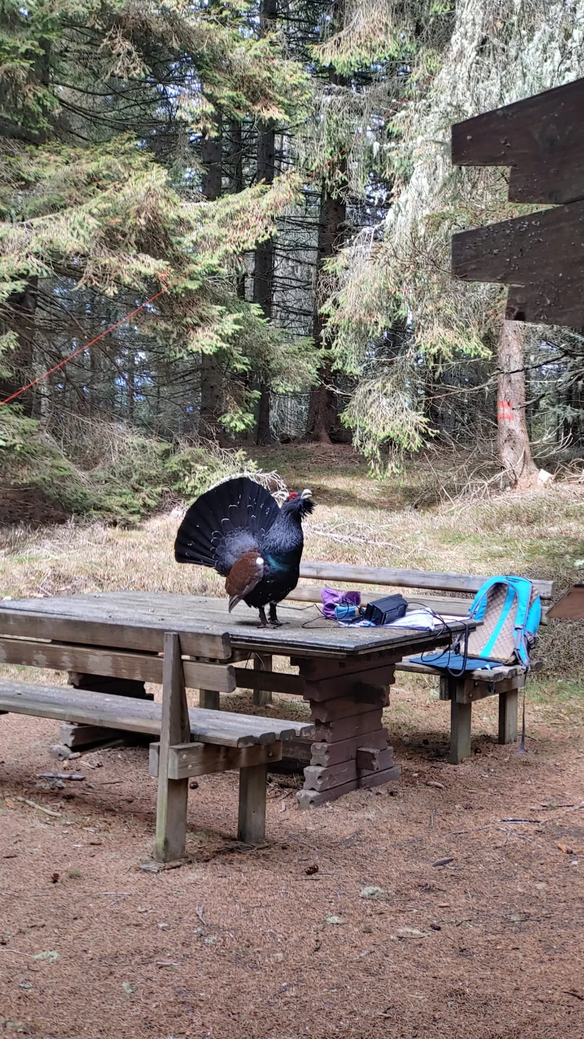 Wenn der Auerhahn balzt, funkt es sich schlecht