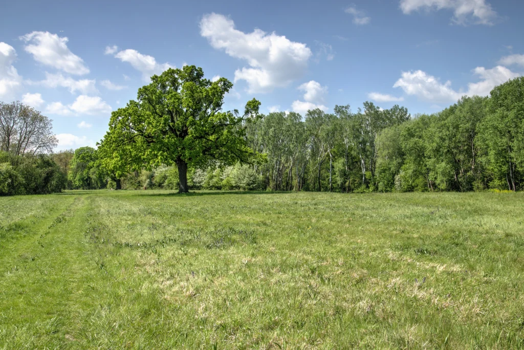Nationalpark Donau-Auen — Aulandschaft bei Eckartsau