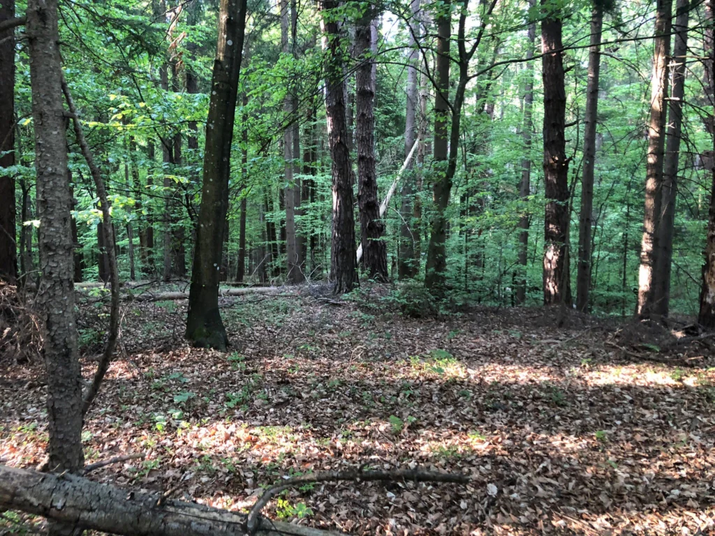 Dichter Wald am SOTA-Gipfel