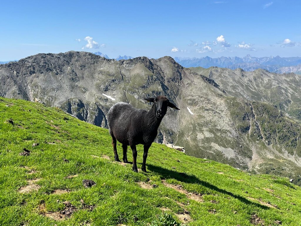 Bestiame al pascolo sul Lorenzenkopf