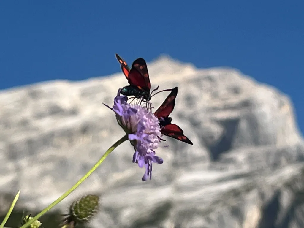 Widderchen-Schmetterling auf einer Bergblume