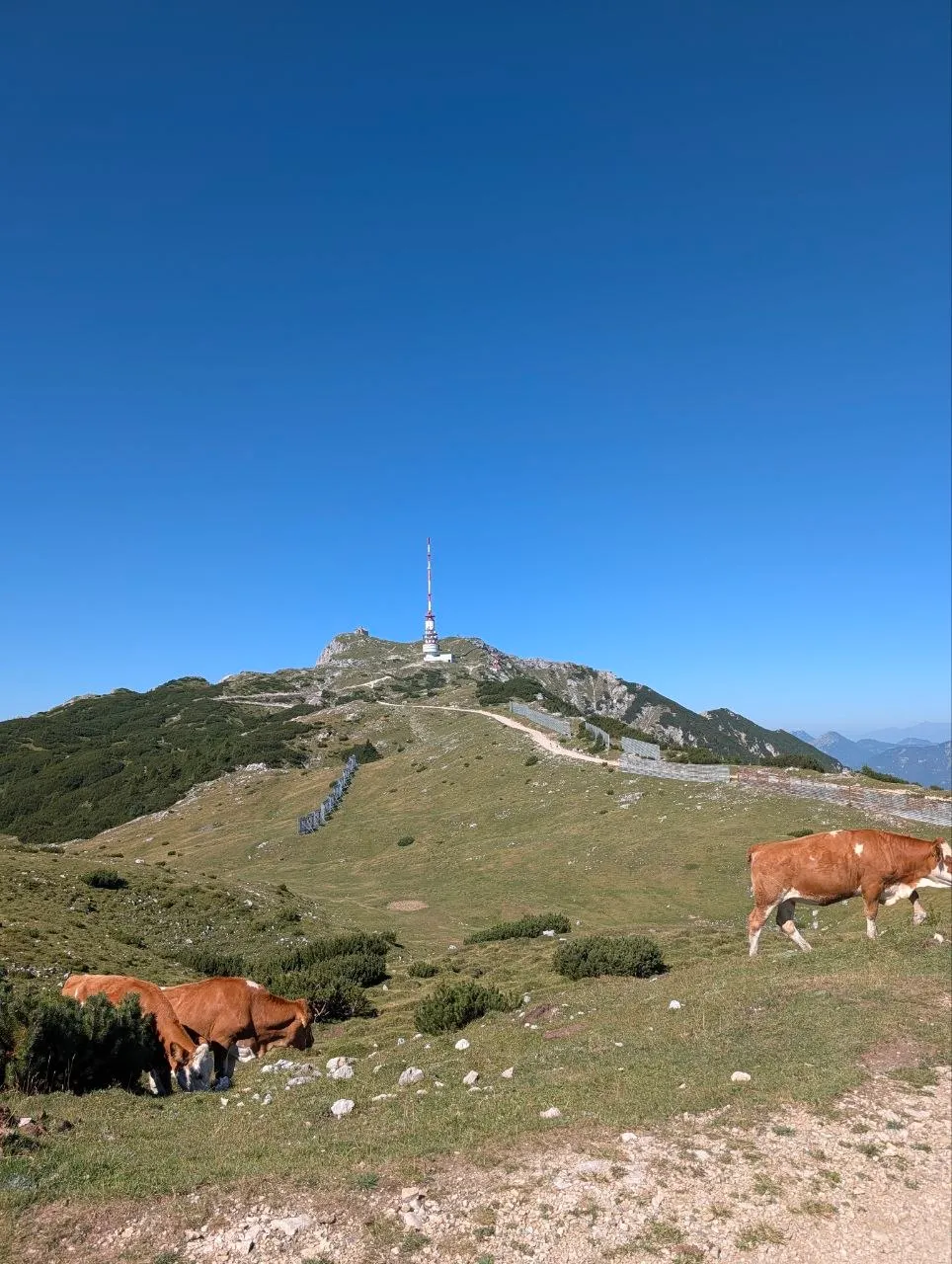 Blick auf den Gipfel des Dobratsch mit Sendeturm, im Vordergrund grasende Kühe