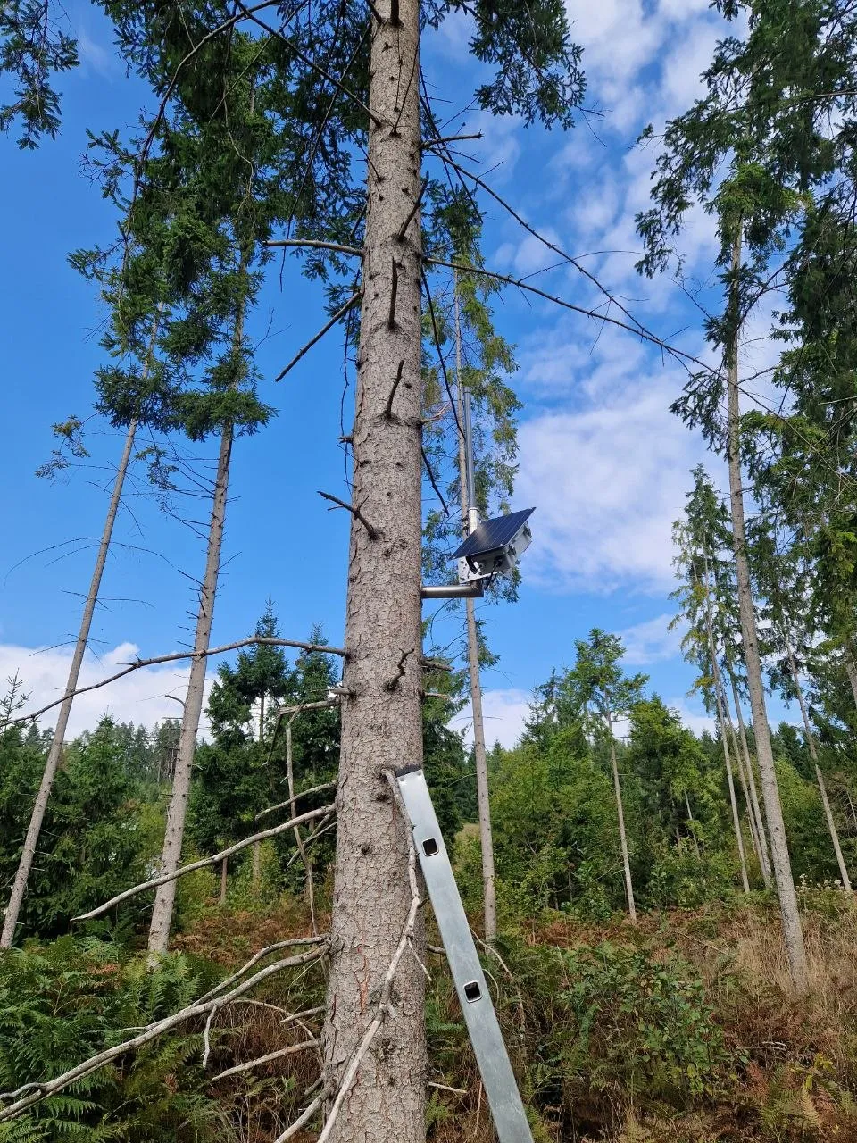 An einer Fichte montierter Repeater mit Solarpanel, davor eine angelehnte Leiter