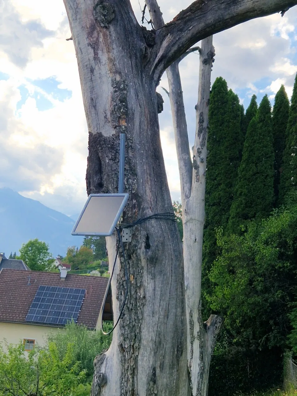 Derselbe Baumstamm von der anderen Seite, Panel nach Süden gedreht, im Hintergrund Häuser und Berge